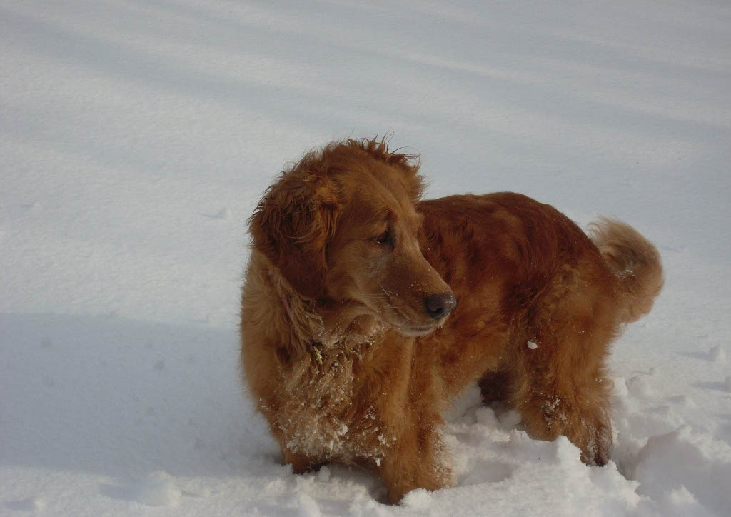 A Golden Retriever having fun in the snow.