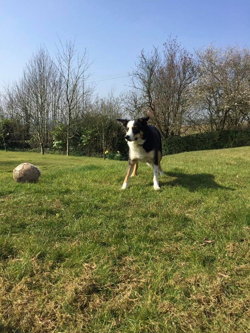 Nick the Collie waiting to play with a football.