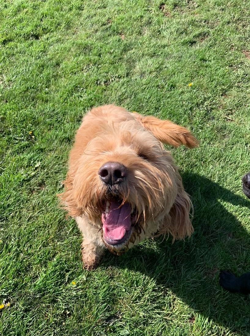 Another happy guest dog smiling at the camera.