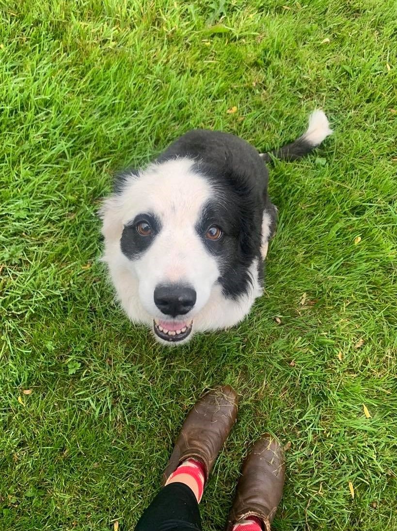 A black and white collie on its walk around our field.