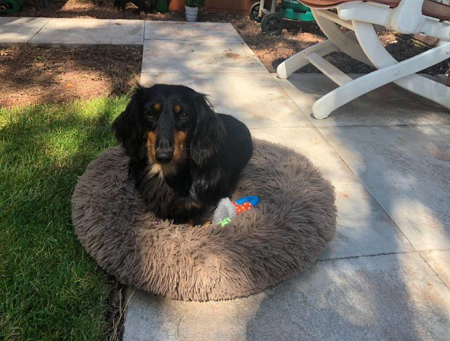 A long haired daschund having a lie down on its bed.