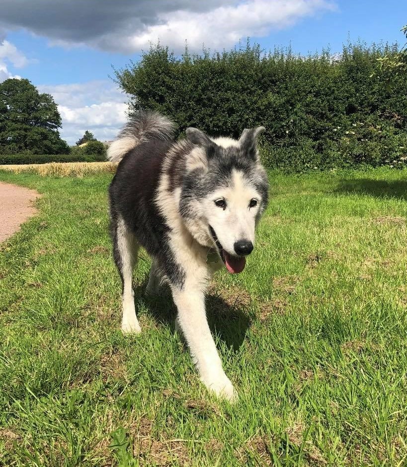 An elder Husky walking across our field