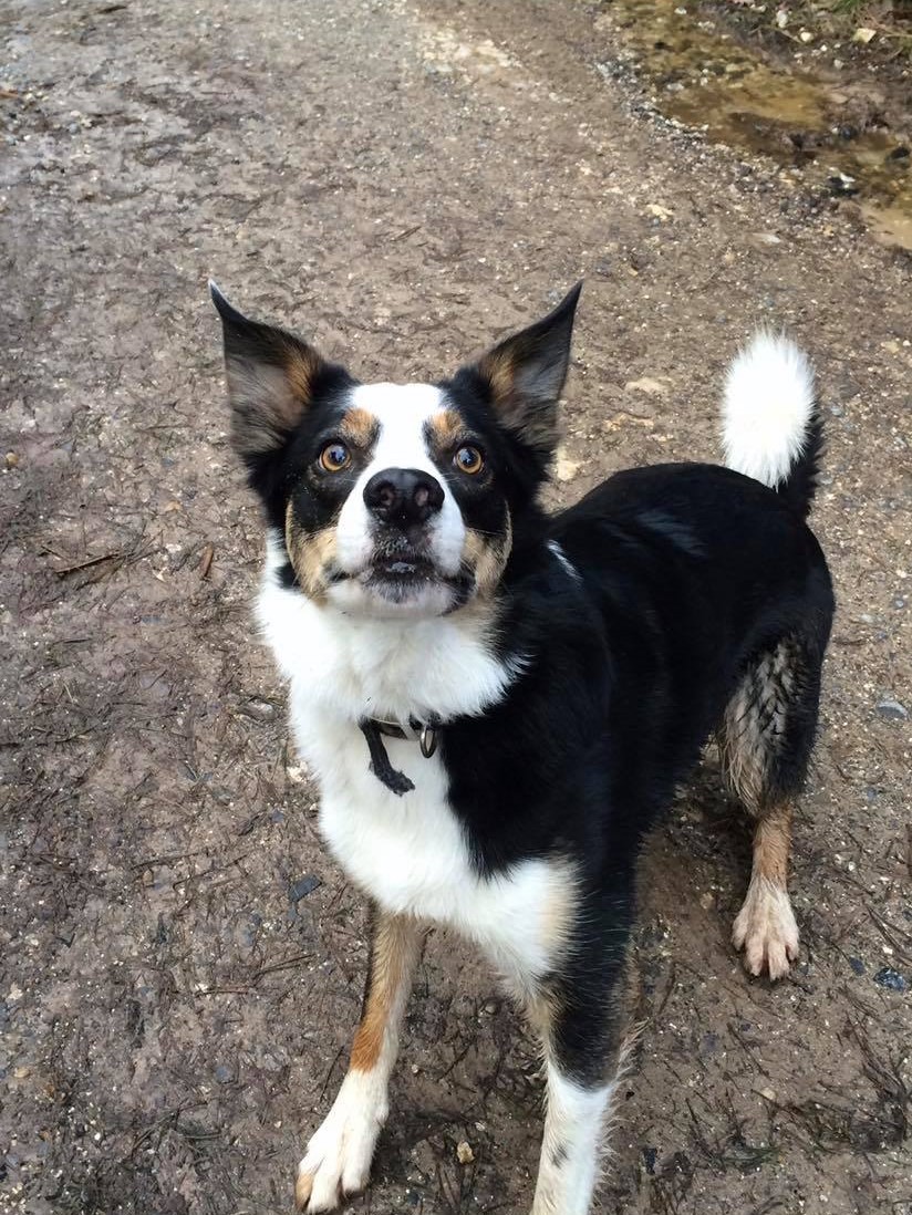 Nick the Collie on a walk. One of our regular guests.