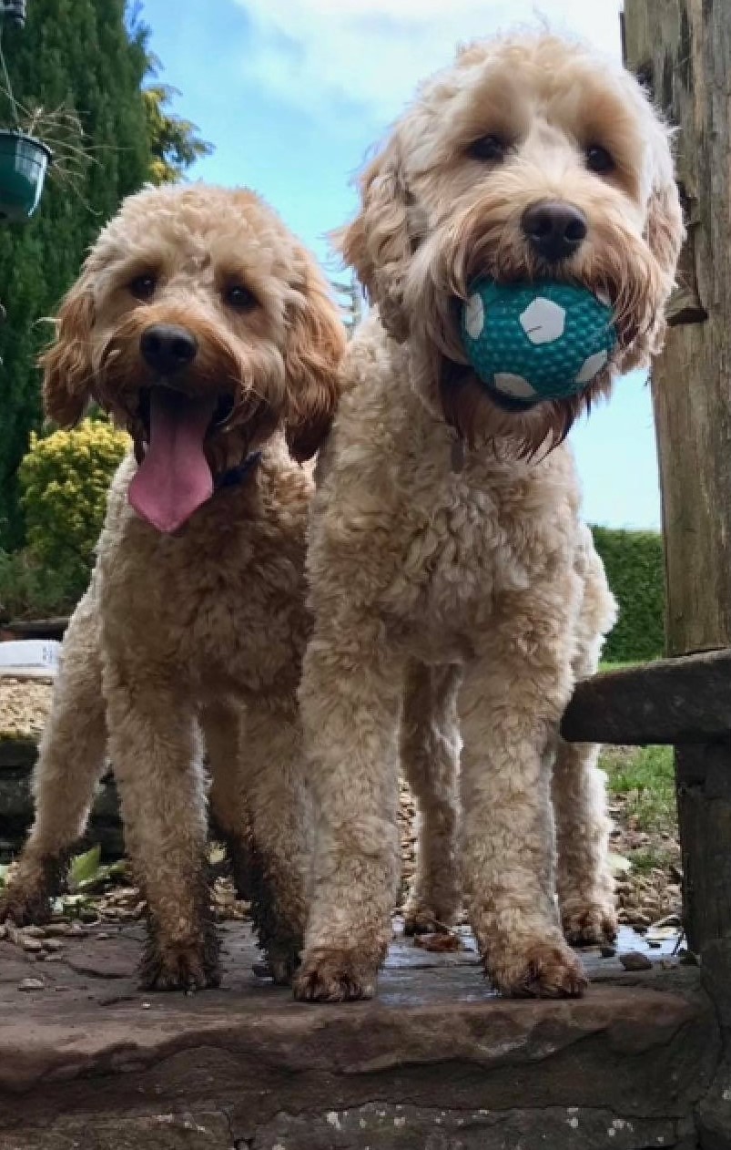 Two floofers. A pair of wonderful good boys.