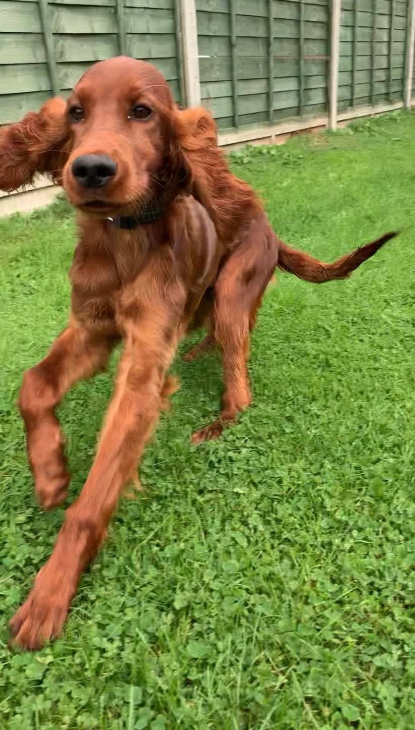 An Irish Setter puppy running around.