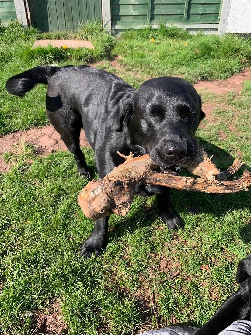 Titan, one of our resident Black Laboradors showing off his stick.