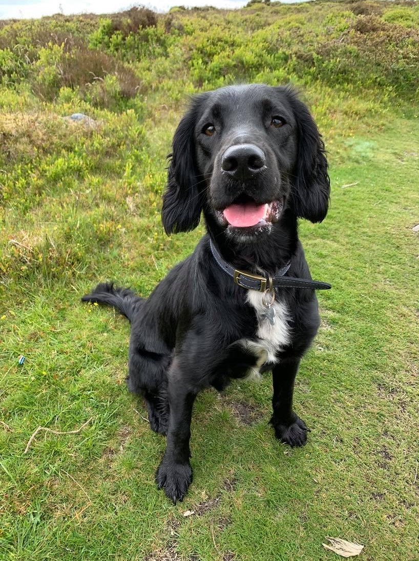 Ted the Sproker Spaniel on a special walk for his first birthday.