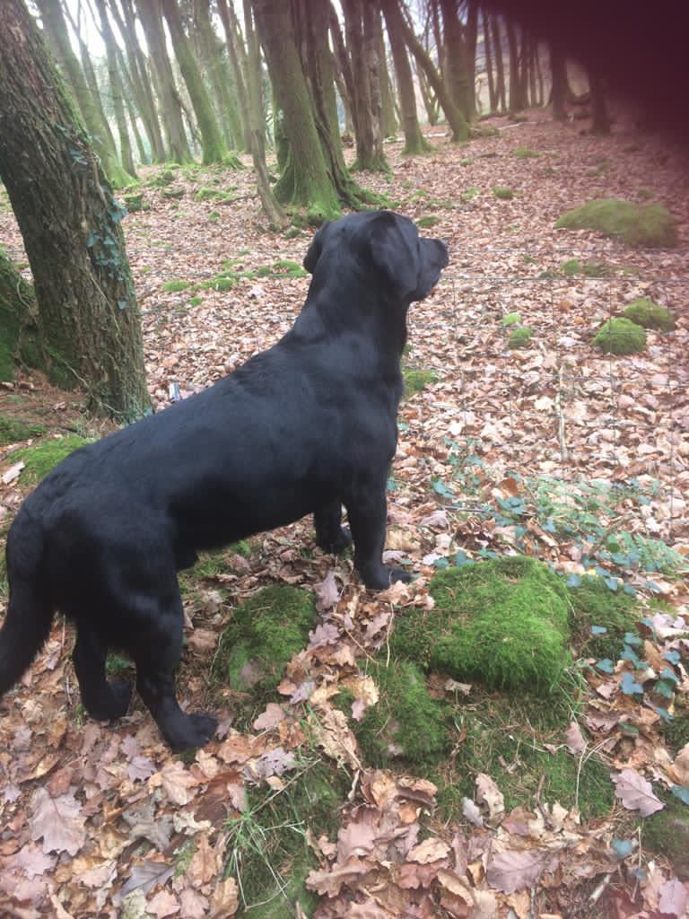 Titan one of our resident Black Laboradors out for a walk in the woods.