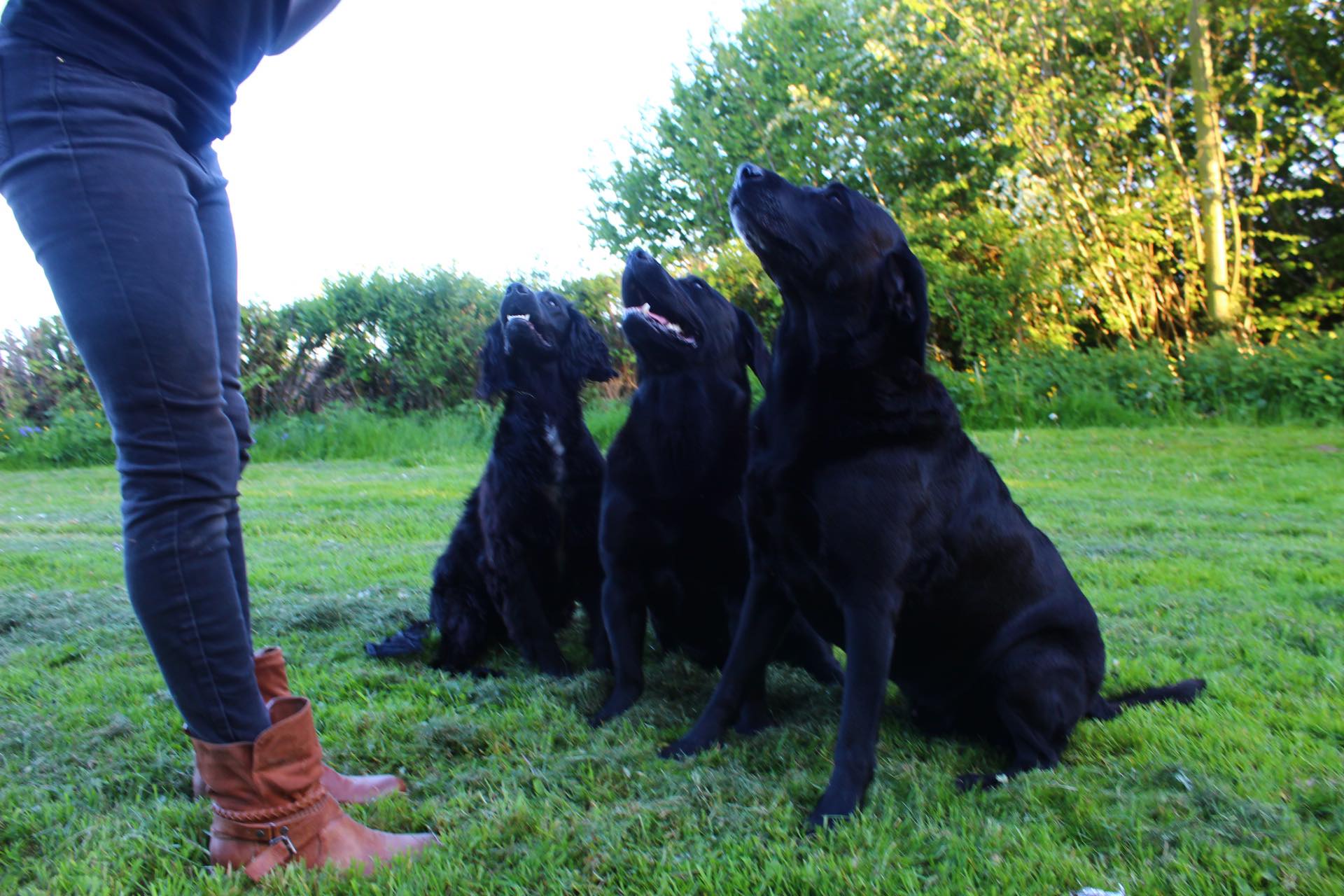 Titan, Zues and Ted, our three resident dogs looking up to Julie, the business owner.