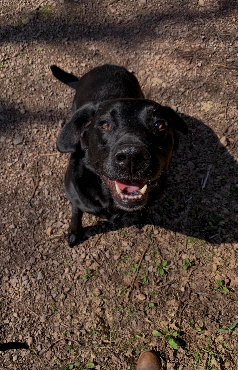 Ted is one of the families very happy dogs.